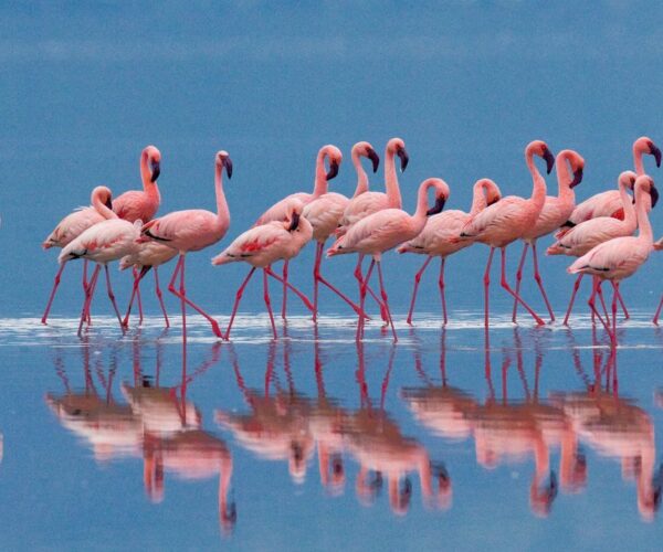Où se rendre en France pour observer la parade nuptiale des flamants roses ?