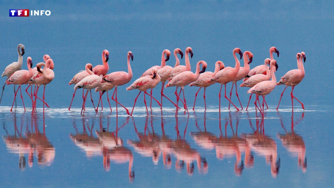 Où se rendre en France pour observer la parade nuptiale des flamants roses ?