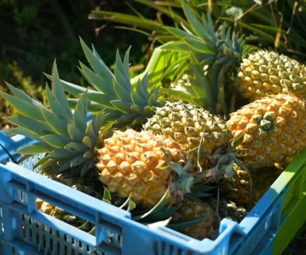 VIDÉO – La Réunion : l’ananas Victoria, la star de l’île