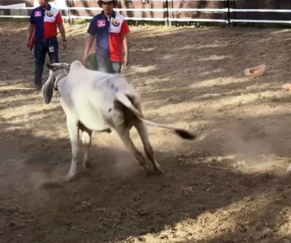 VIDÉO – Voyage à Masbate, capitale des cow-boys… aux Philippines