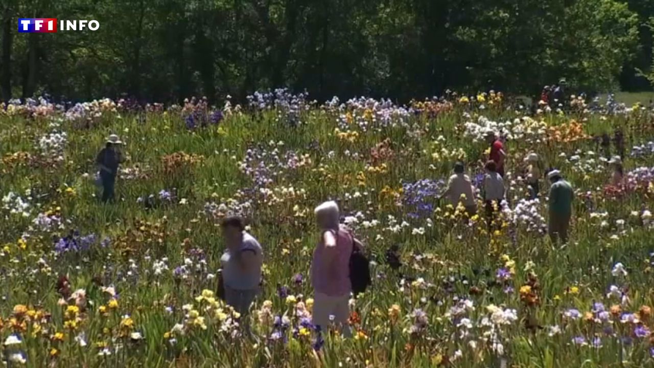 VIDÉO – En plein Périgord noir, les forêts prennent des couleurs inattendues