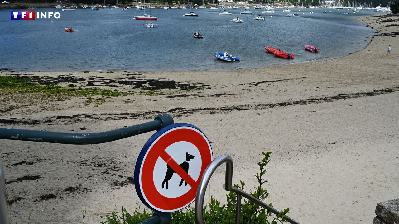 Ce que vous devez savoir avant d’envisager de partir en vacances avec votre chien ou votre chat