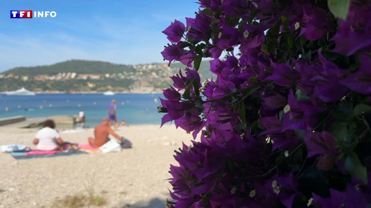 Le bougainvillier, la fleur qui fait la fierté de la Côte d’Azur