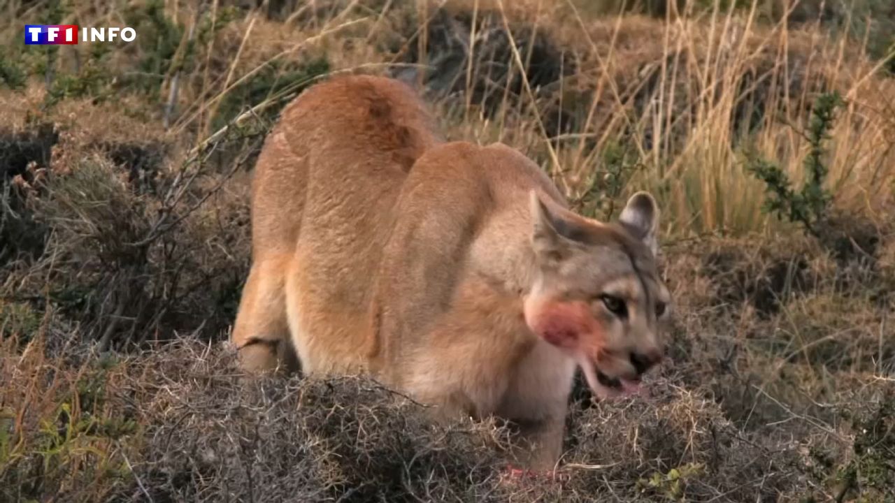 Patagonie : sur les traces d’un des félins les plus puissants du monde