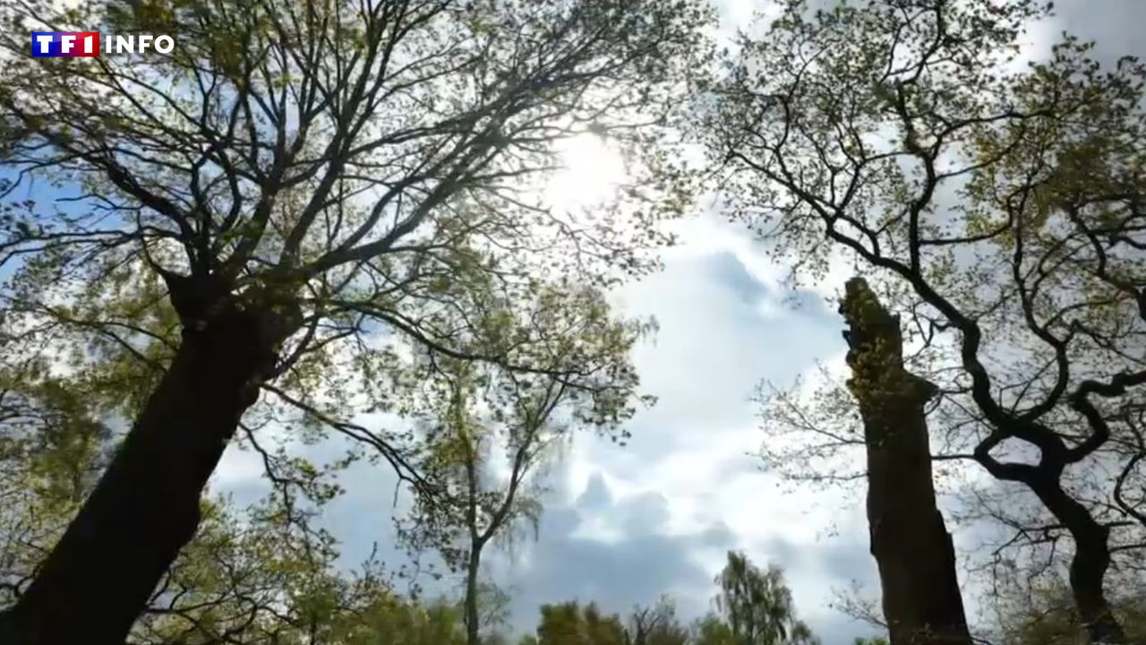 VOYAGE – Angleterre : balade en forêt de Sherwood, sur les traces de Robin des Bois