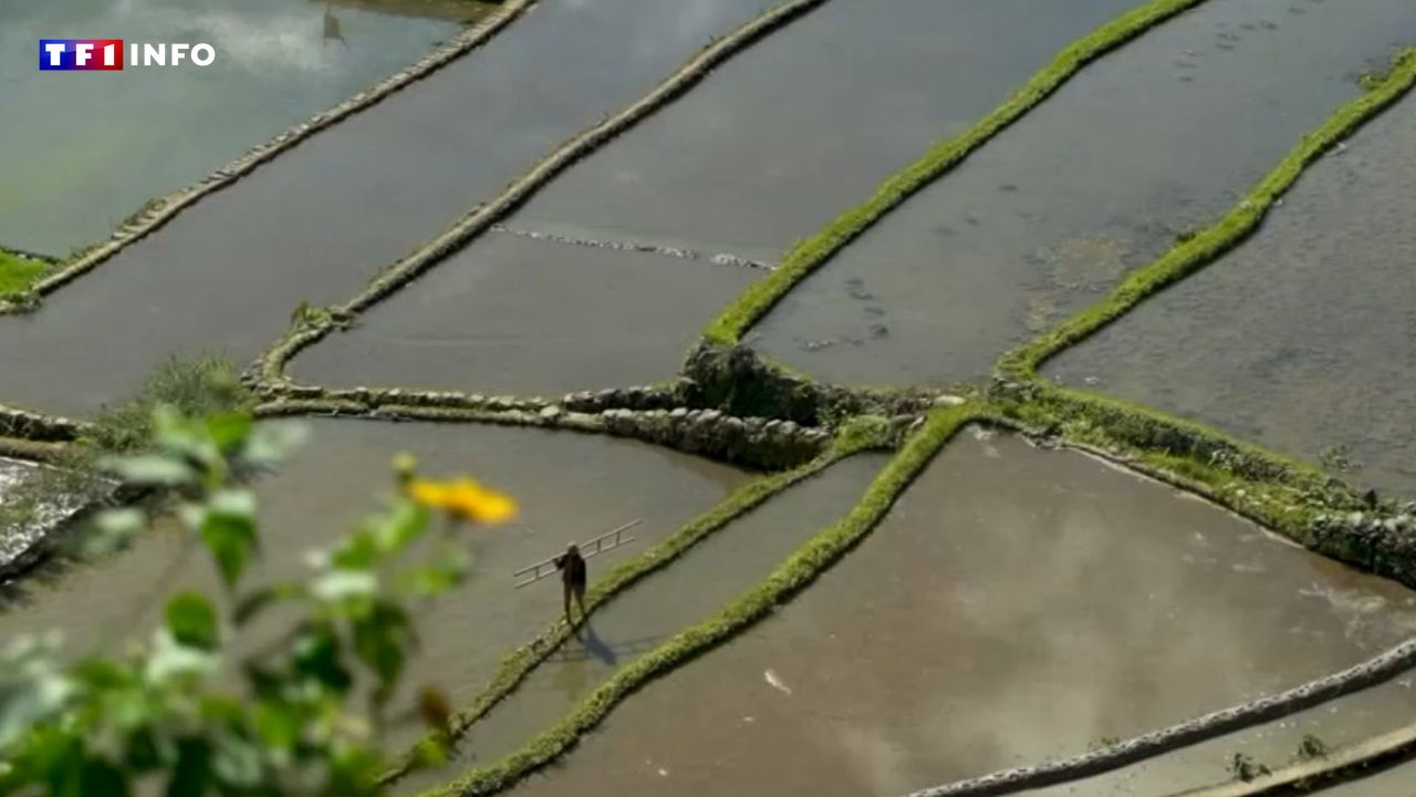 Du riz des Philippines aux fraises du Japon, découvrez d’où proviennent les meilleurs produits de l’Asie