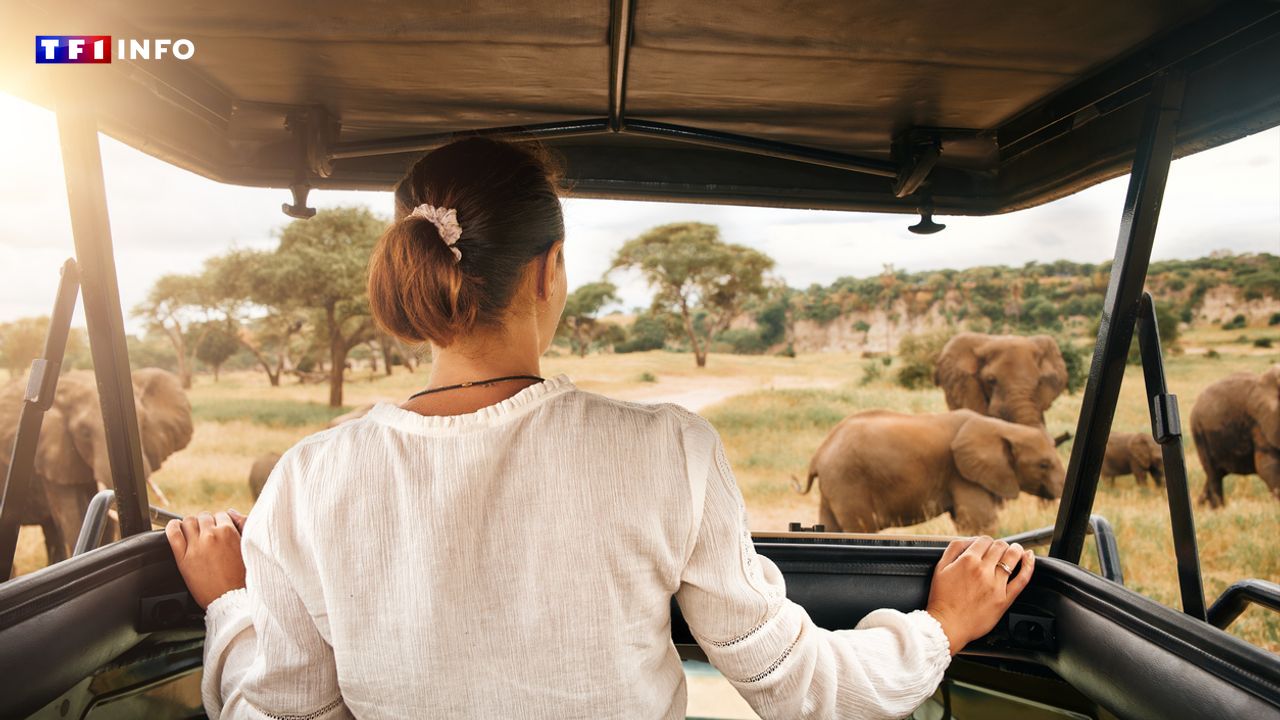 Tourisme animalier : ces pratiques sont à éviter pour respecter au mieux les animaux sauvages en voyage