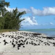 Île aux Cocos : le royaume des oiseaux