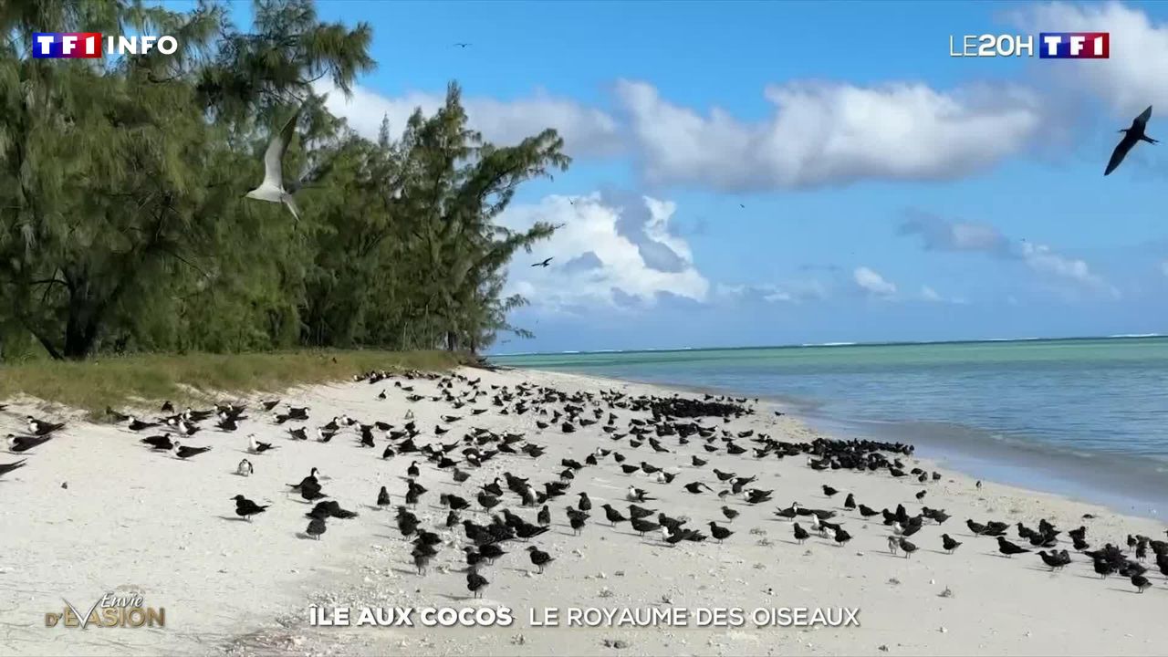 Île aux Cocos : le royaume des oiseaux