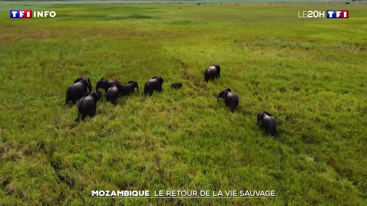 Mozambique : le retour de la vie sauvage