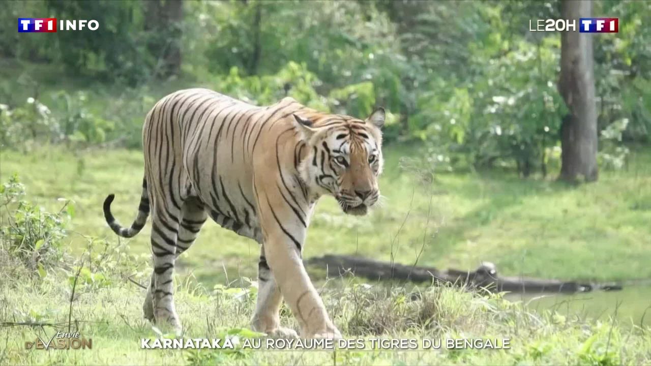 À la découverte du Karnataka, le royaume des tigres du Bengale