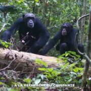 À la recherche du chimpanzé