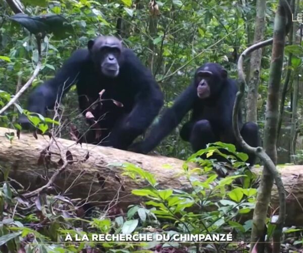 À la recherche du chimpanzé