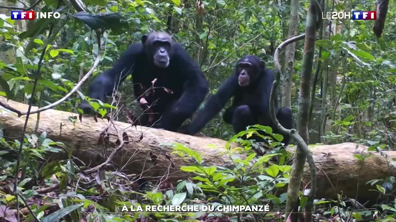 À la recherche du chimpanzé