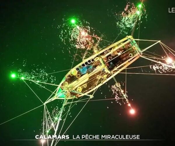 Calamars : la pêche miraculeuse