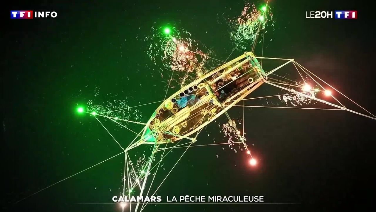 Calamars : la pêche miraculeuse