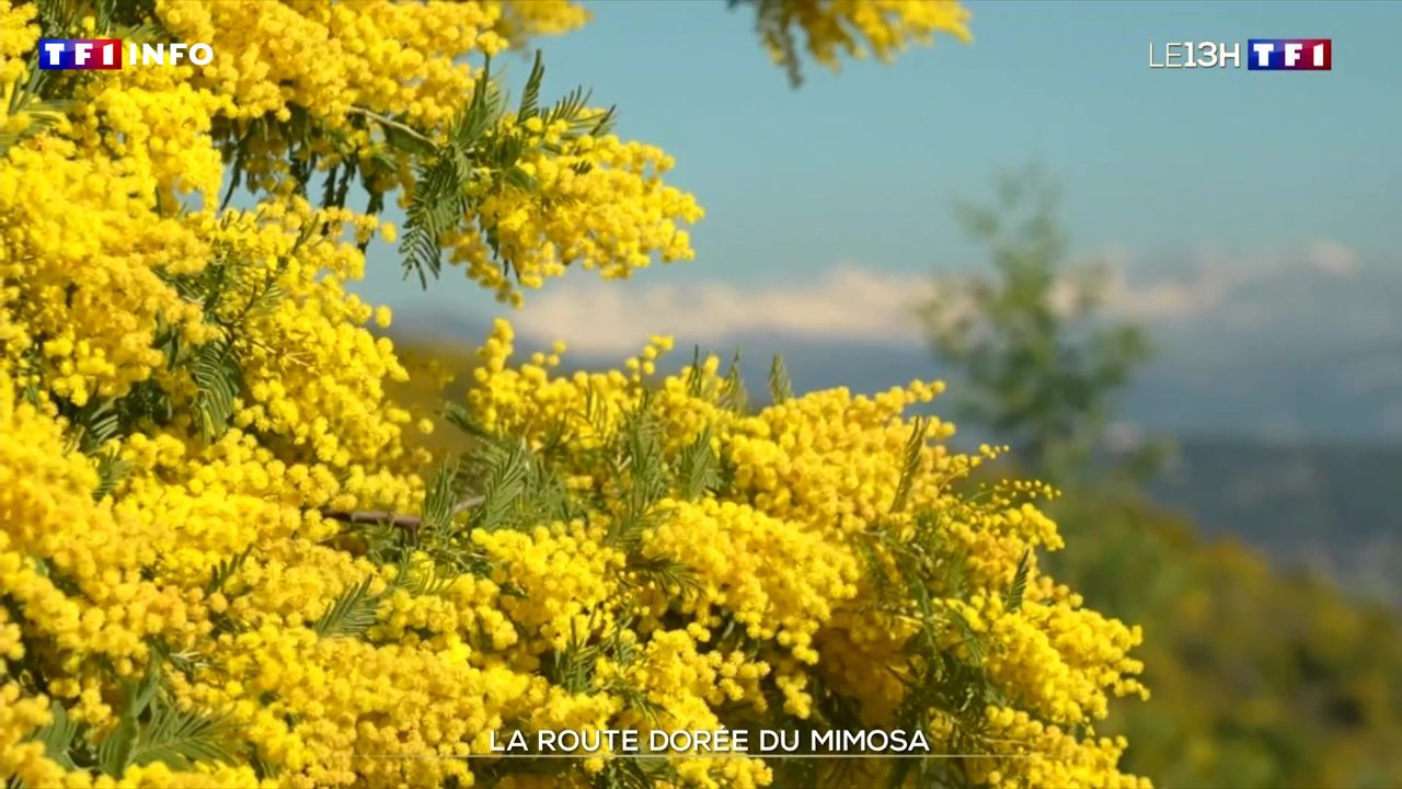 La route dorée du Mimosa