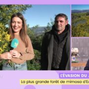 L'évasion du jour : La plus grande forêt de mimosa d'Europe