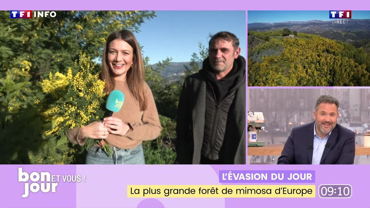 L’évasion du jour : La plus grande forêt de mimosa d’Europe