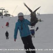 Quand les rapaces font la course avec les skieurs