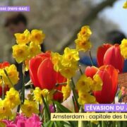 Amsterdam, capitale des tulipes | TF1 INFO