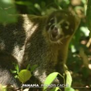 Panama : paradis caché | TF1 INFO
