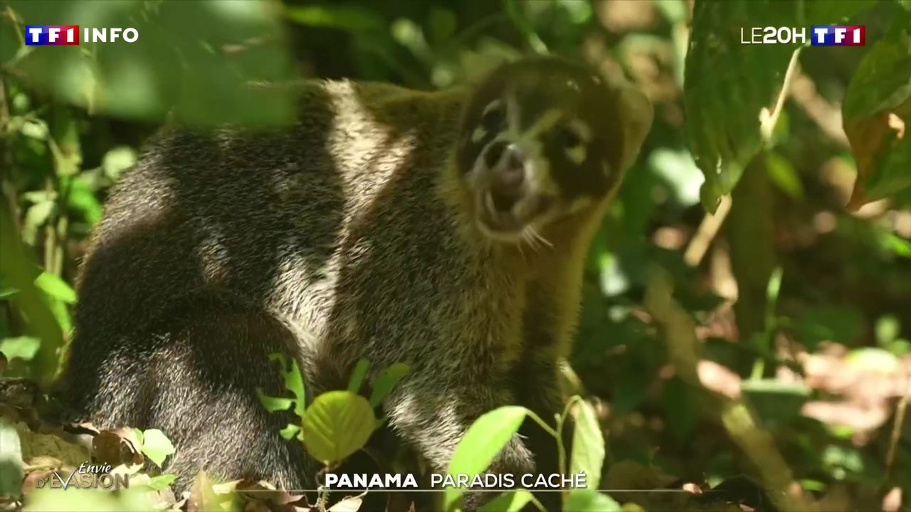 Panama : paradis caché | TF1 INFO