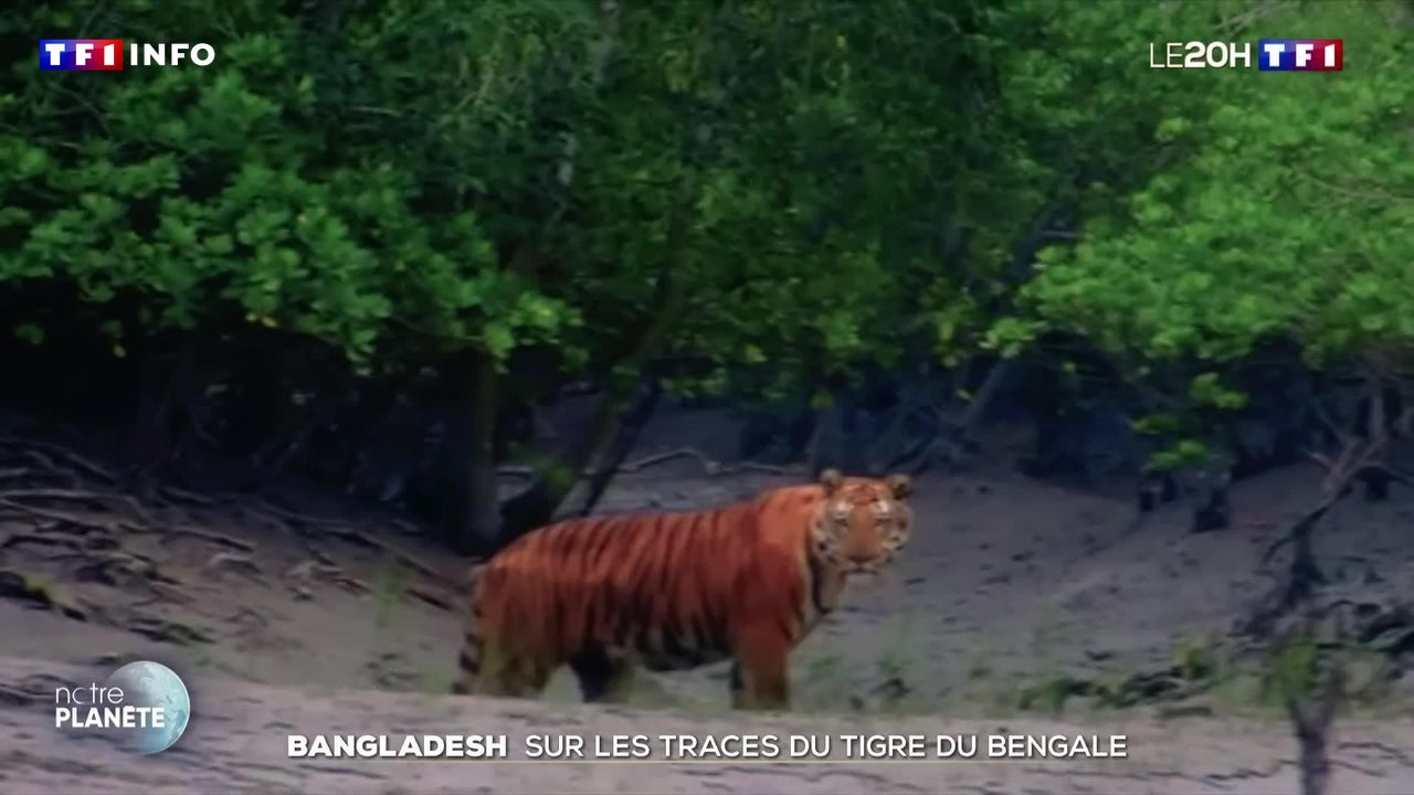 Bangladesh : sur les traces du tigre du Bengale