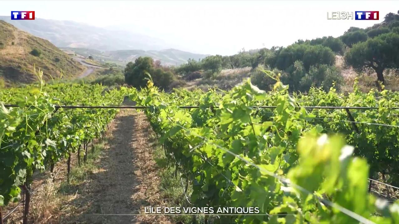 L’île des vignes antiques | TF1 INFO