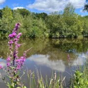Slow tourisme : explorez la Sologne à pied avec le paisible GR®31