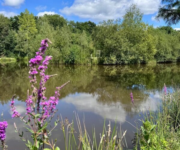 Slow tourisme : explorez la Sologne à pied avec le paisible GR®31