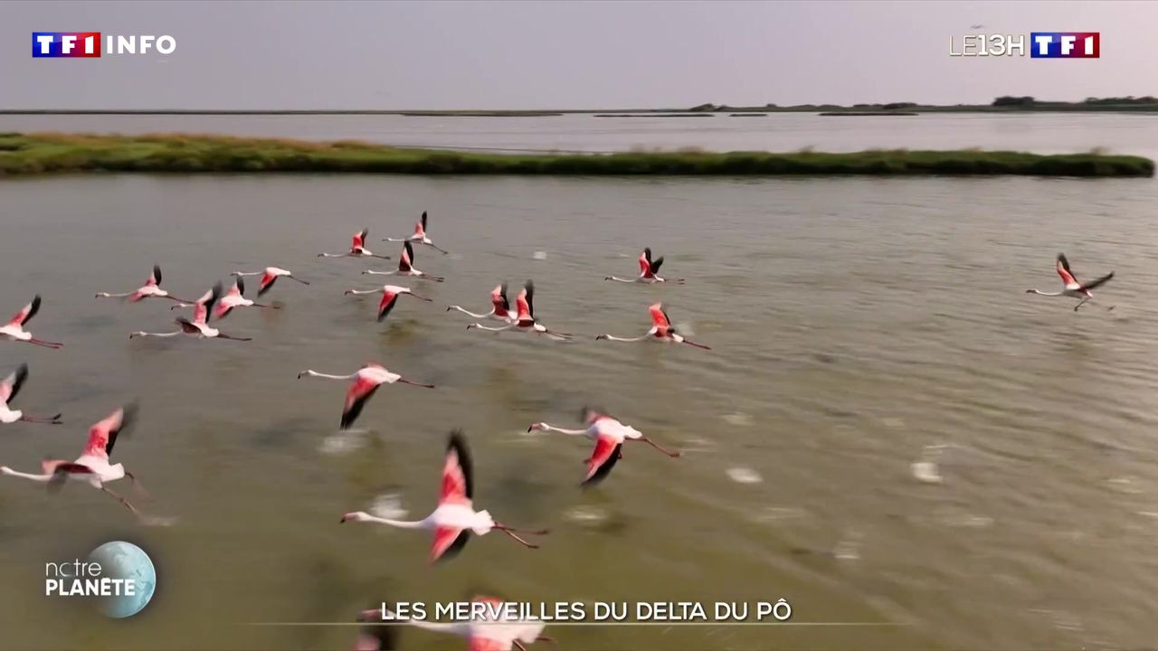 Les merveilles du delta du Pô
