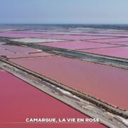 Zoom : Camargue, la vie en rose