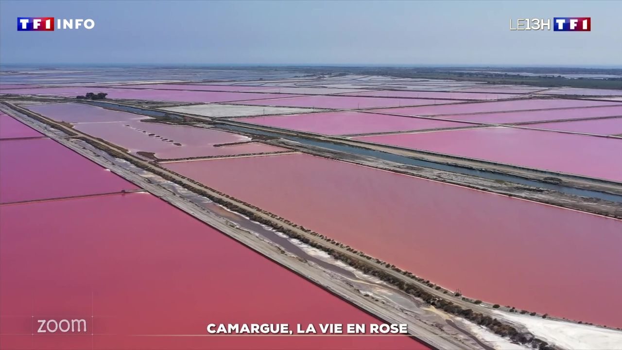 Zoom : Camargue, la vie en rose