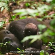 Face-à-face avec les gorilles | TF1 INFO