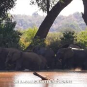 Zoom : un safari à hauteur d'homme