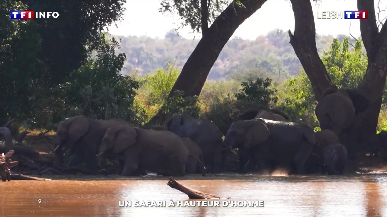 Zoom : un safari à hauteur d’homme