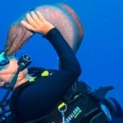 "Elle est venue pour ses câlins" : la fascinante amitié entre un plongeur et... une murène