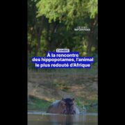 Zambie : à la rencontre des hippopotames, l'animal le plus redouté d'Afrique
