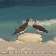 Île déserte : un morceau de France au bout du monde