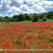 Provence : les couleurs du printemps attirent les touristes