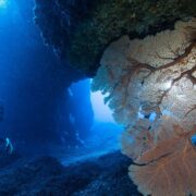 Plongée salée : découvrez les merveilles sous-marines de La Réunion à l'Étang-Salé