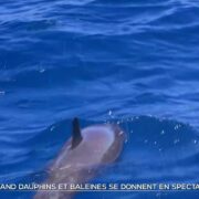 Quand dauphins et baleines se donnent en spectacle
