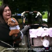 Japon : le pays où le chien est roi