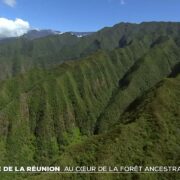Île de La Réunion : au cœur de la forêt ancestrale